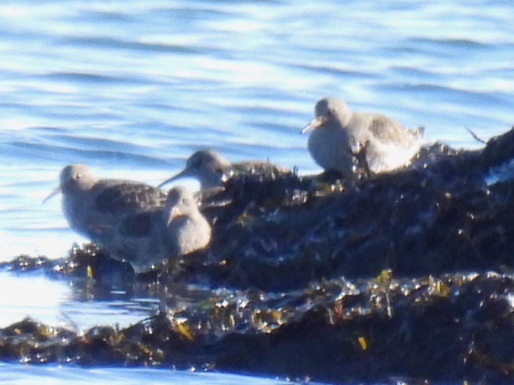 Purple Sandpiper - ML646331178