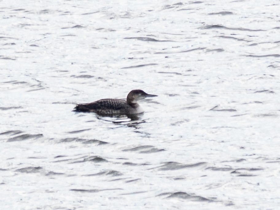 Common Loon - ML646331179