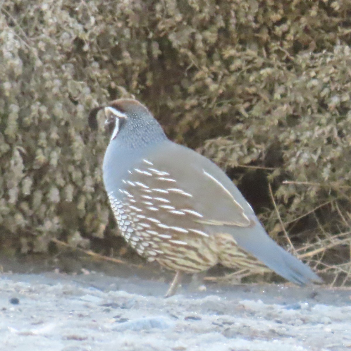 California Quail - ML646331183