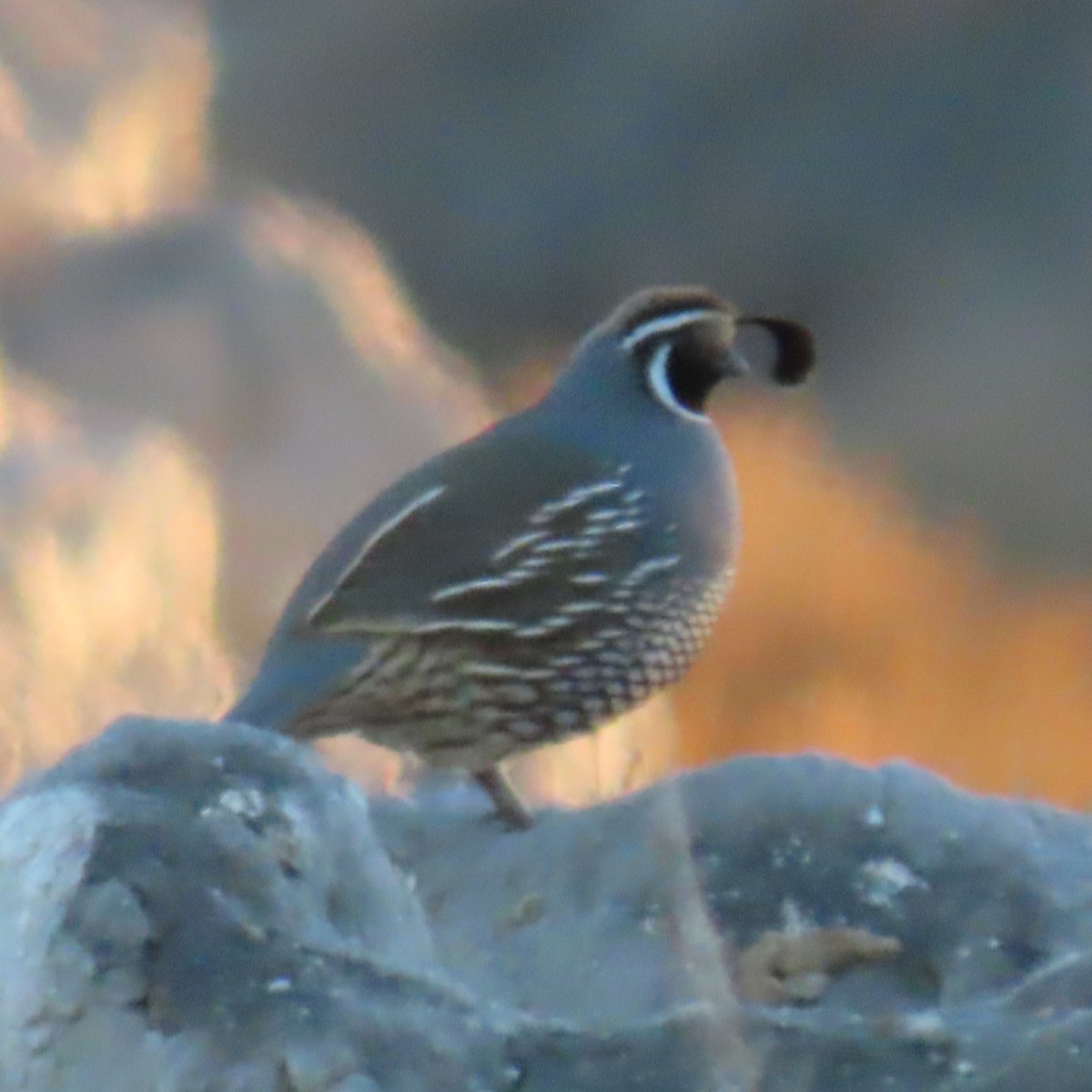 California Quail - ML646331184