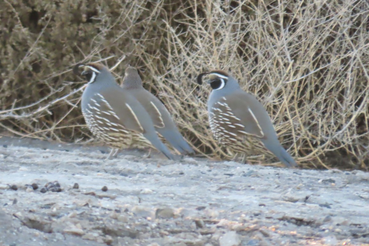 California Quail - ML646331185