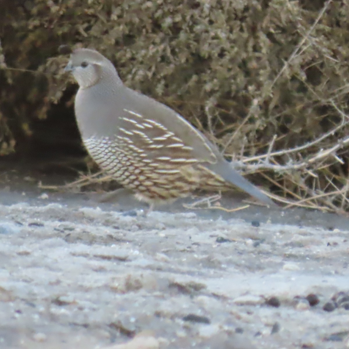California Quail - ML646331186
