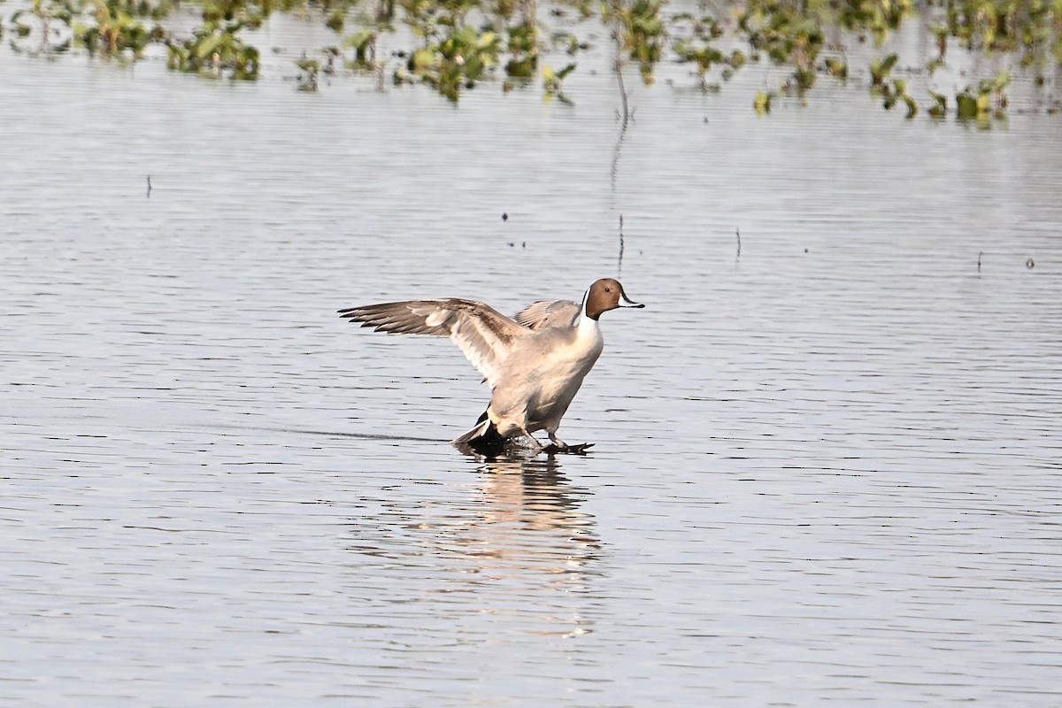 Northern Pintail - ML646331188