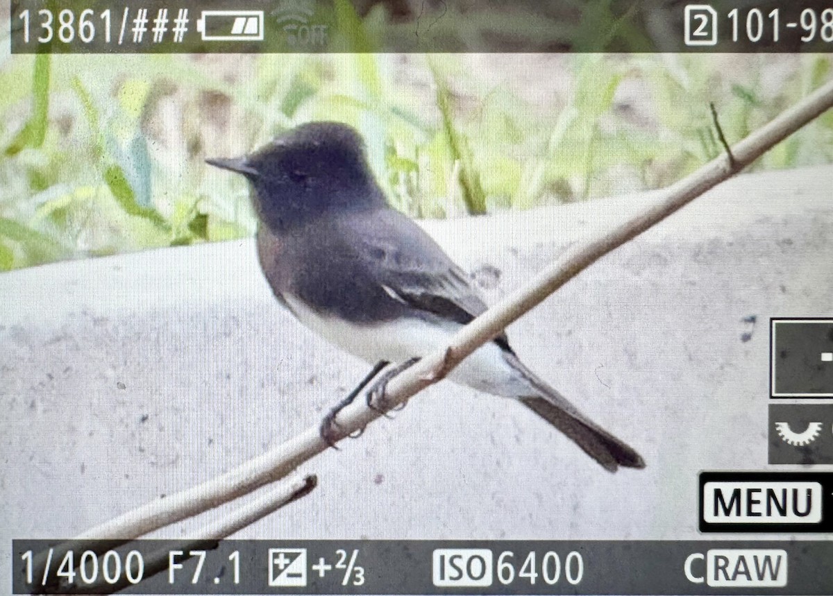 Black Phoebe - ML646331189