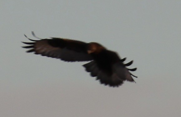 Rough-legged Hawk - ML646331190