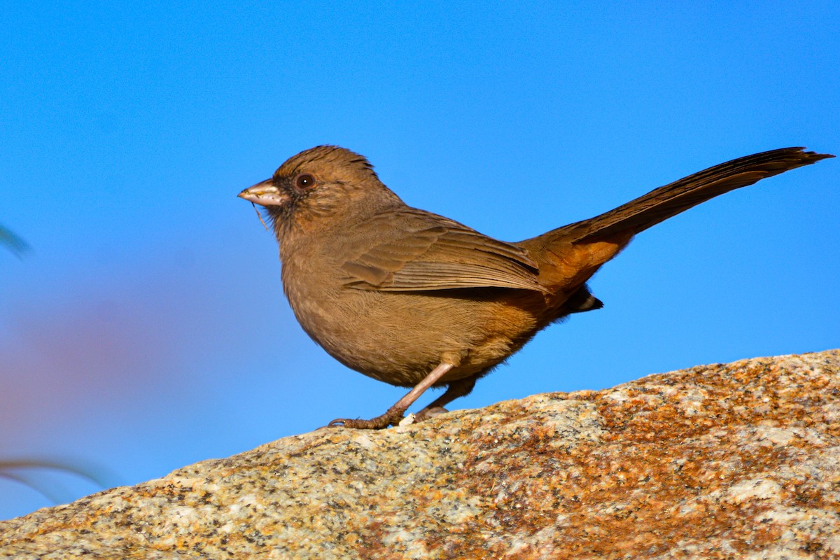 Abert's Towhee - ML646331191