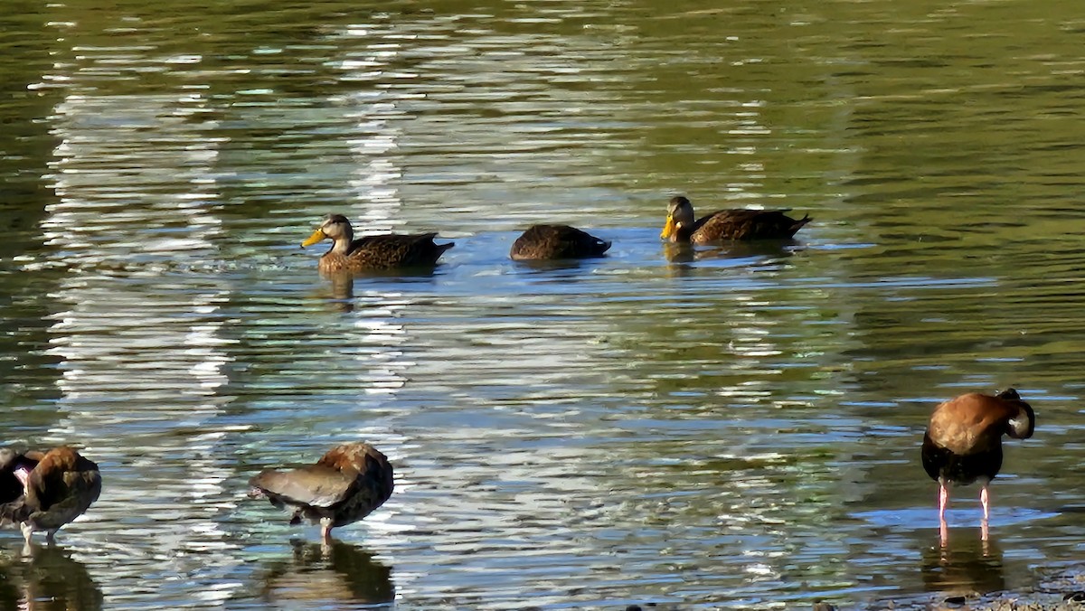 Mallard x Mottled Duck (hybrid) - ML646331192