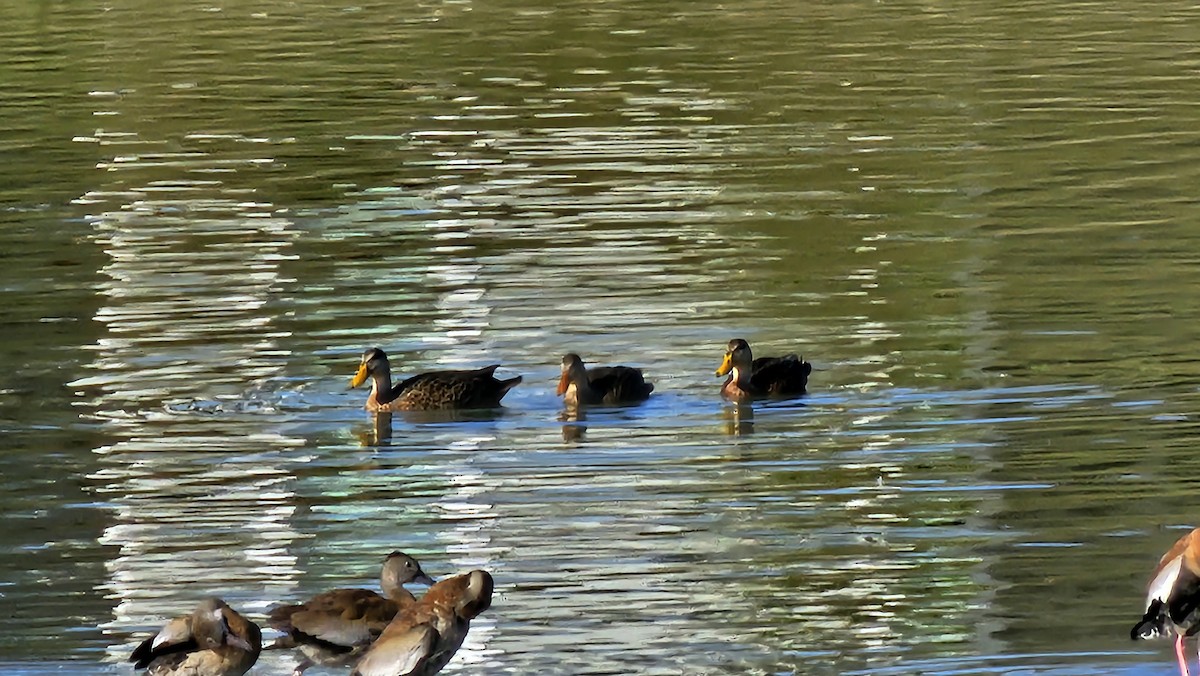 Mallard x Mottled Duck (hybrid) - ML646331193