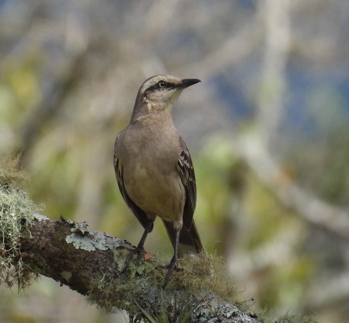 Chalk-browed Mockingbird - ML646331194