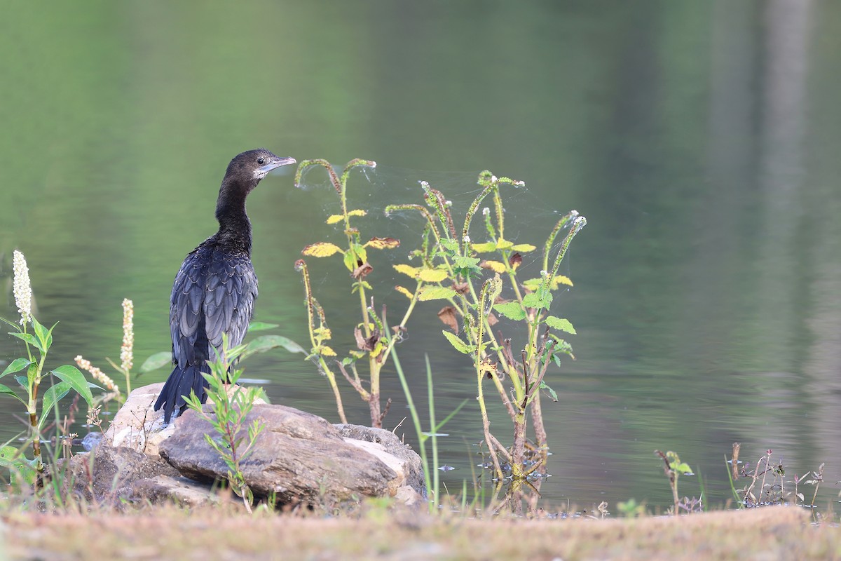Little Cormorant - ML646331195