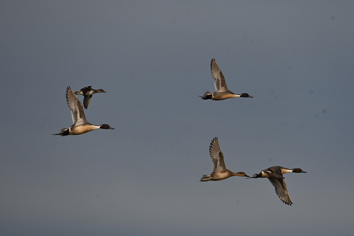 Northern Pintail - ML646331197