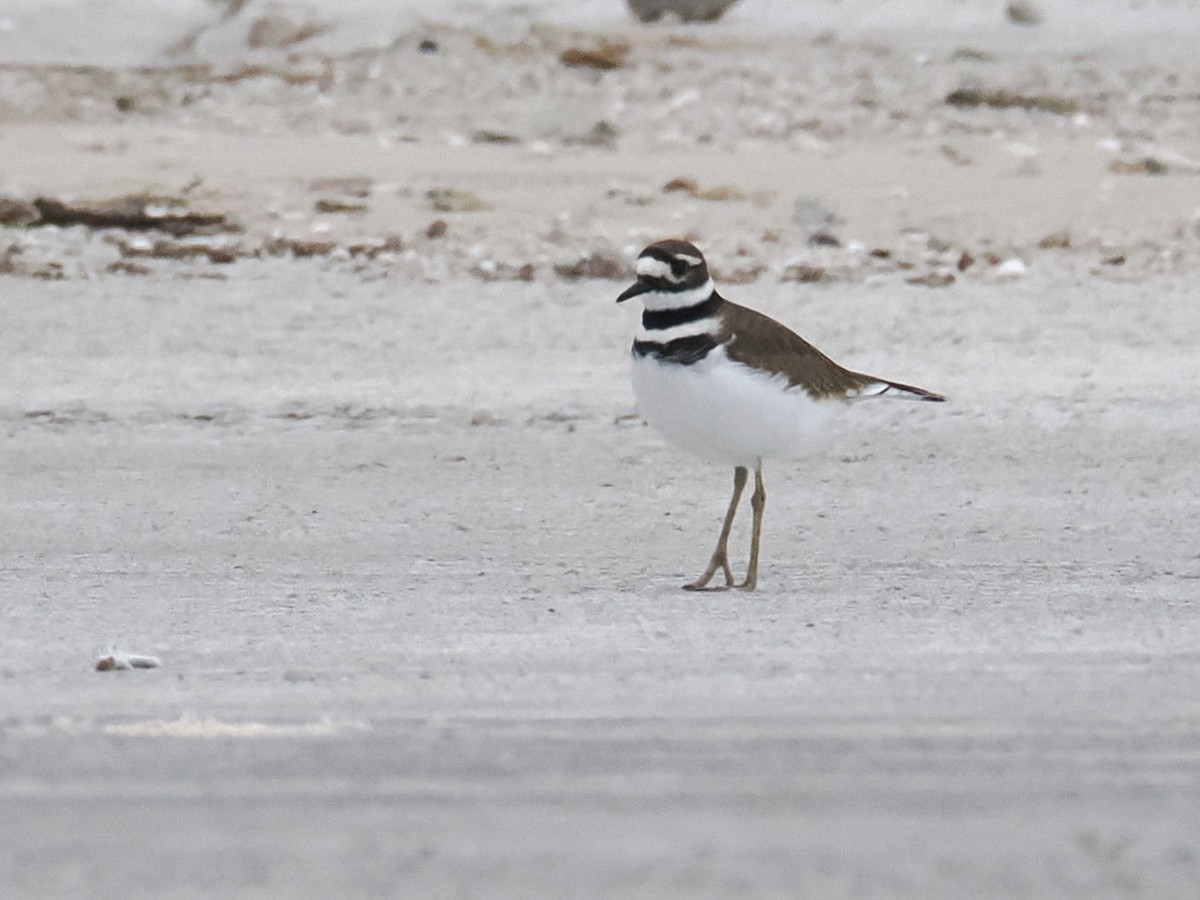 Killdeer - ML646331202