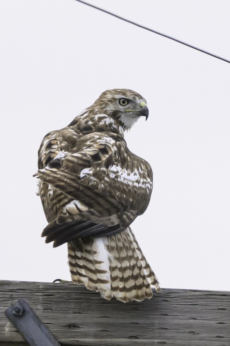 Poiana codarossa - ML646331204