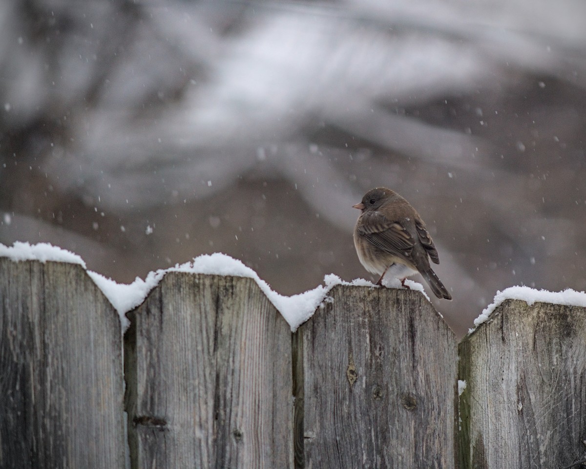 Юнко сірий - ML646331206