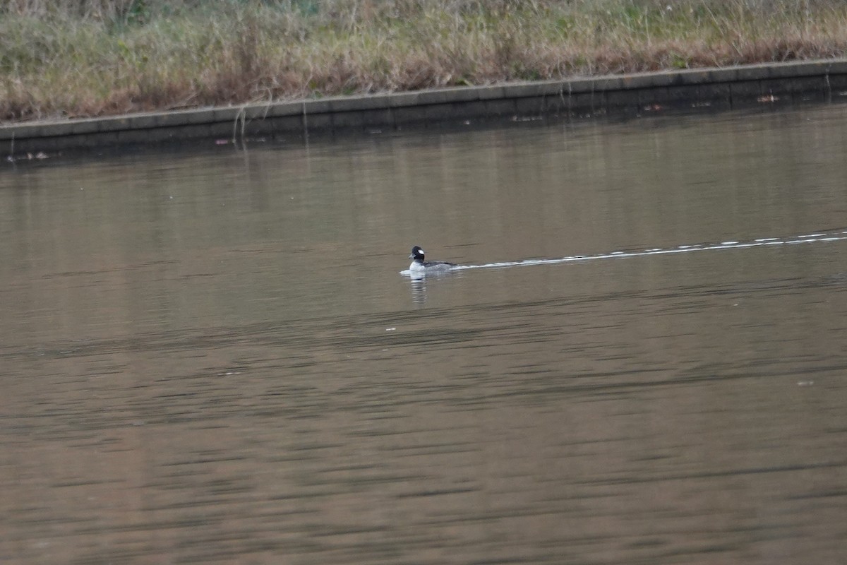 Bufflehead - ML646331210