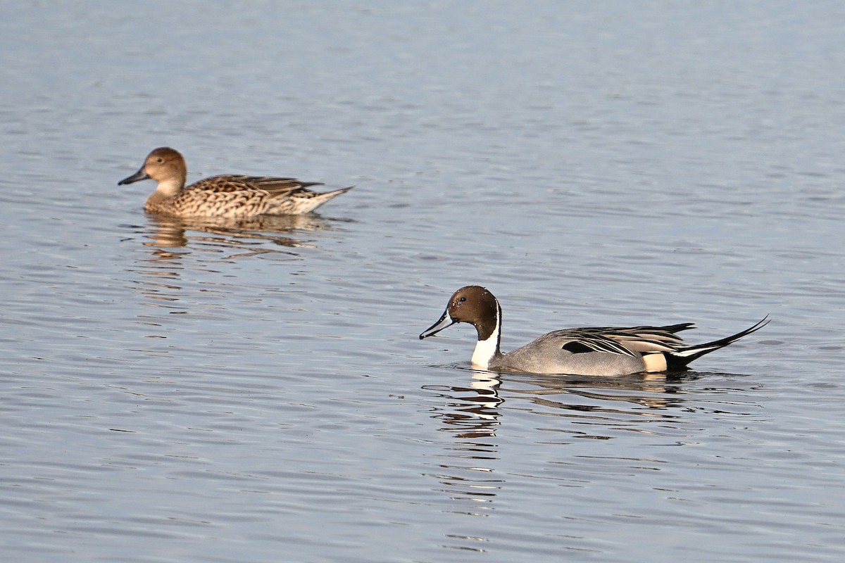 Northern Pintail - ML646331211