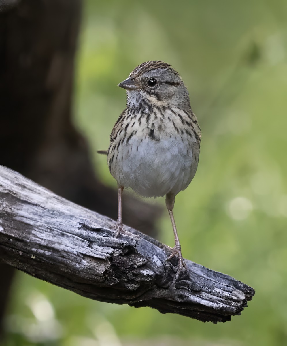 strnadec pruhohlavý - ML646331212