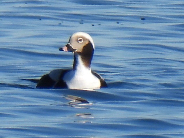Long-tailed Duck - ML646331213