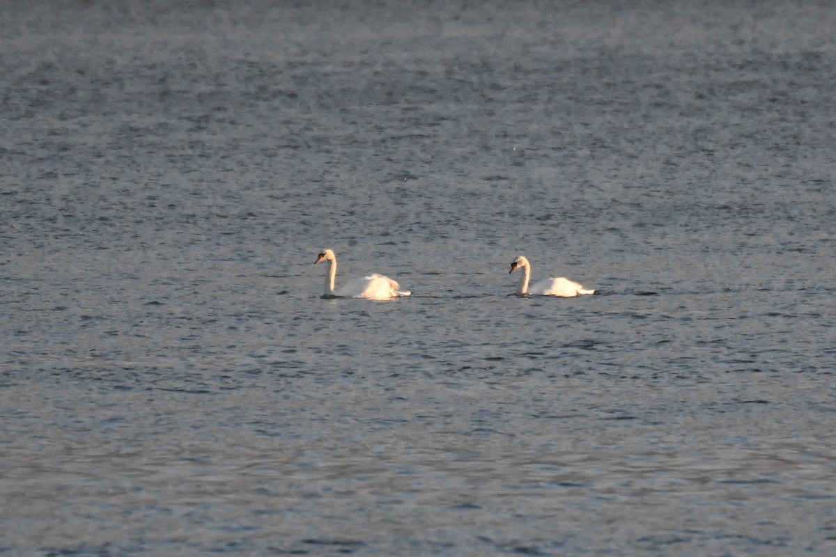 Mute Swan - ML646331214
