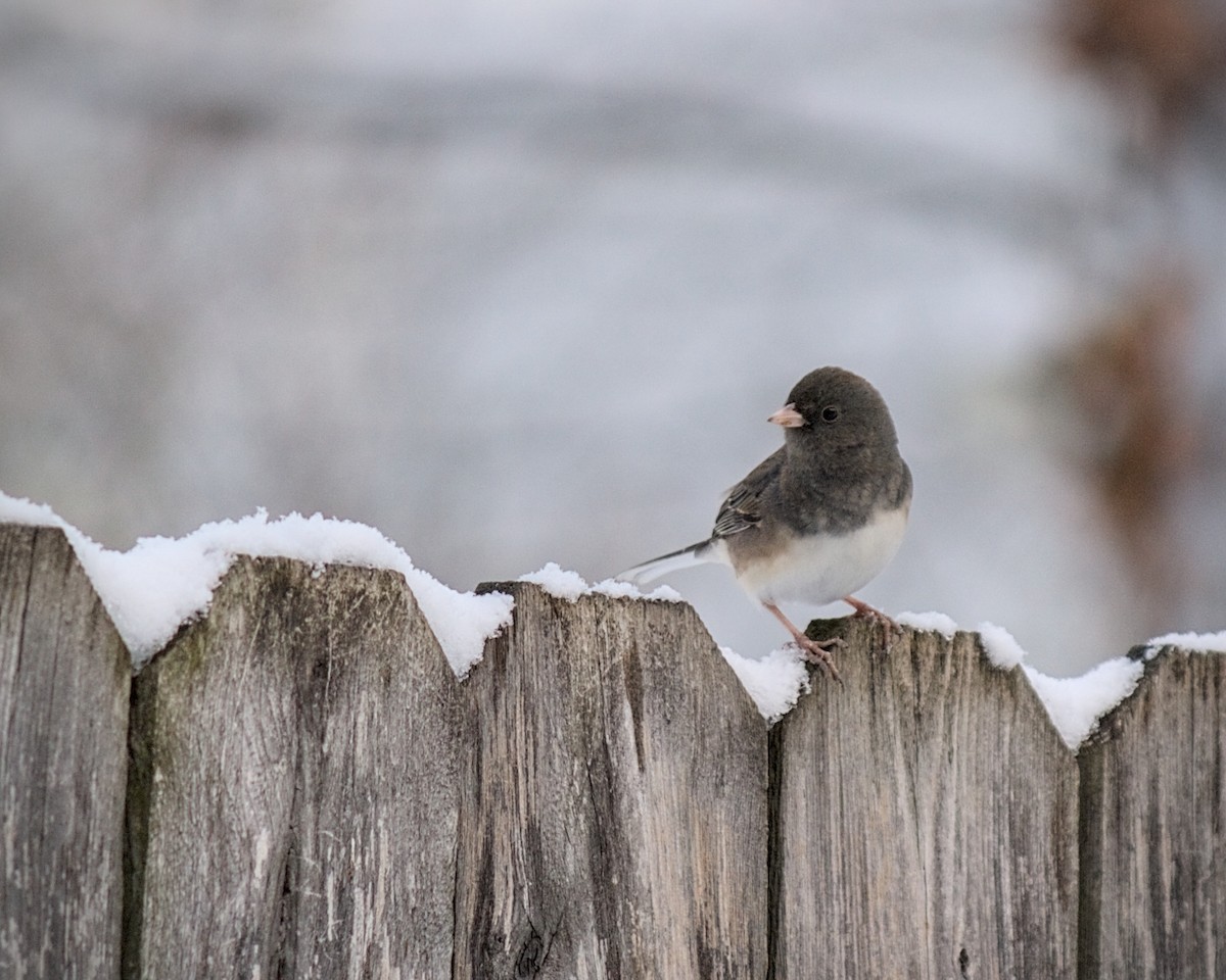 Юнко сірий (підвид hyemalis/carolinensis) - ML646331215