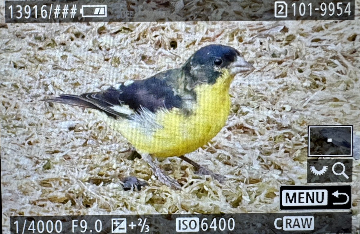 Lesser Goldfinch - ML646331216