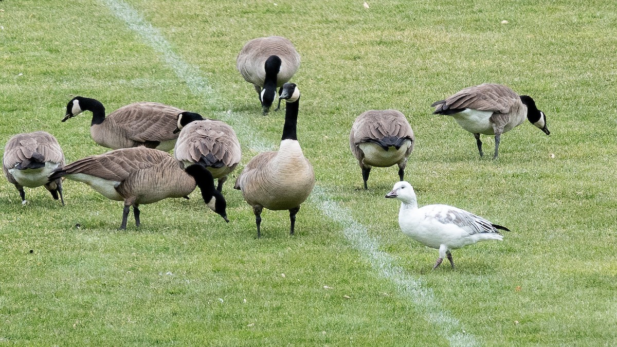 Snow Goose - ML646331218