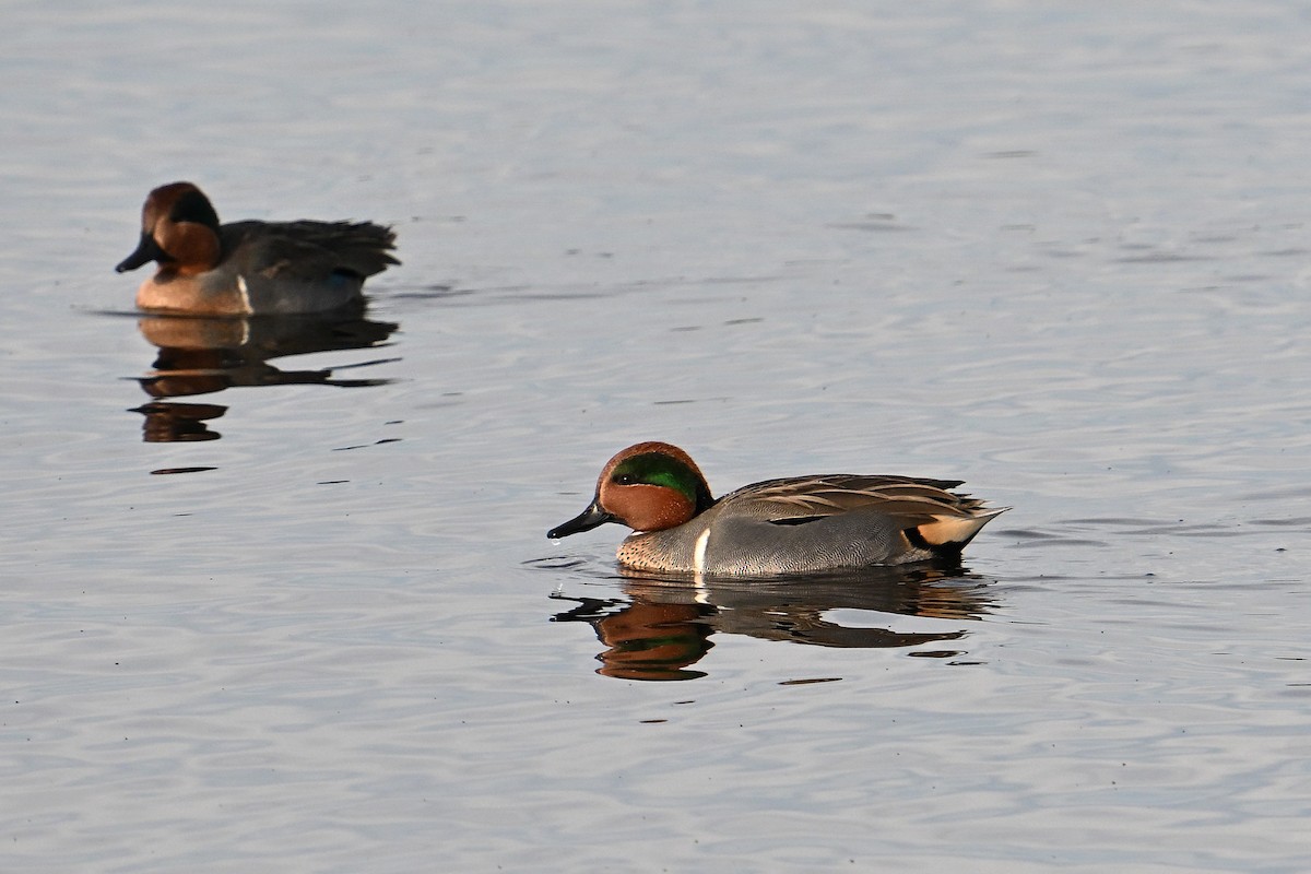 Green-winged Teal - ML646331220