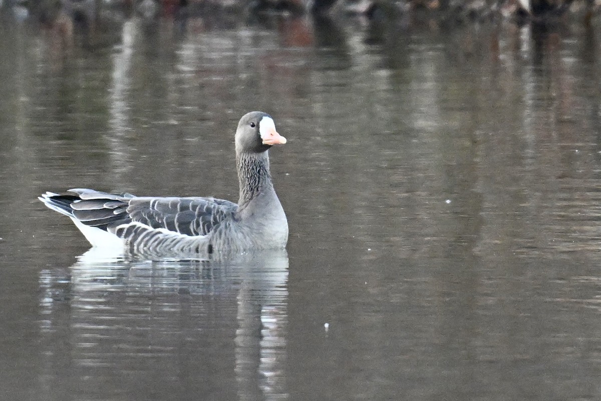 Гуска білолоба - ML646331222