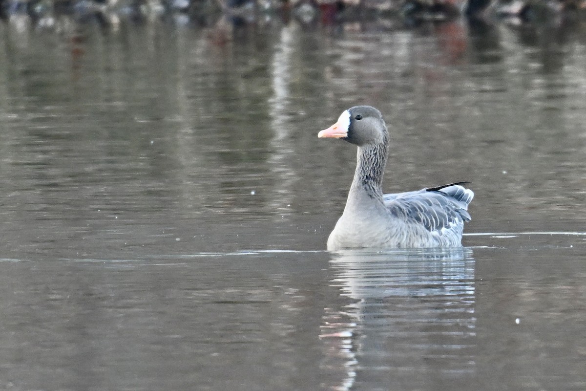 Гуска білолоба - ML646331223