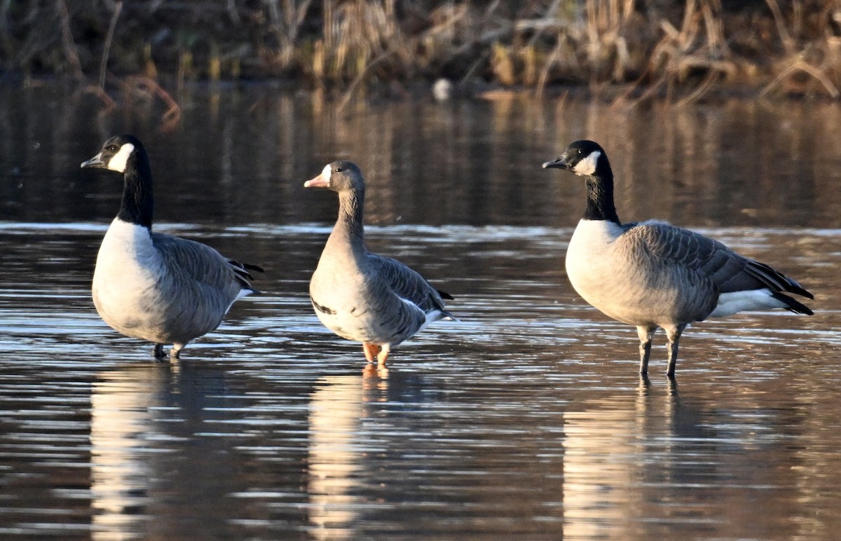 Гуска білолоба - ML646331224
