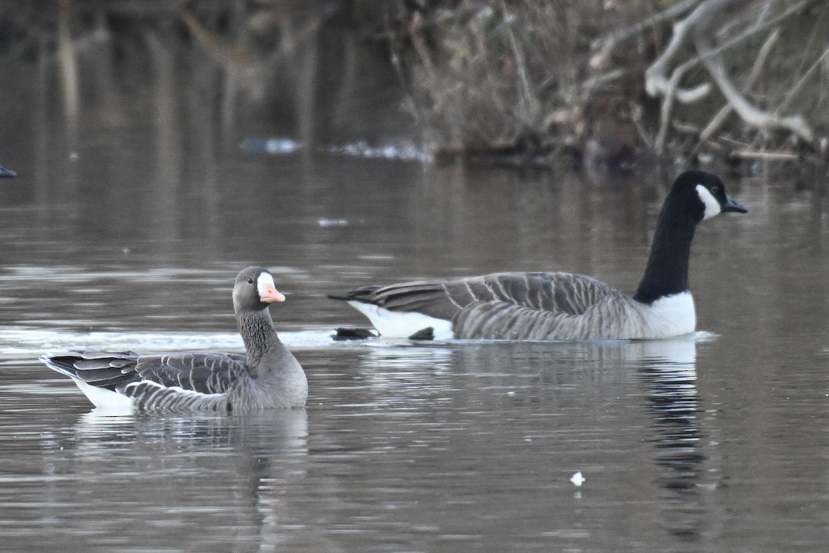 Гуска білолоба - ML646331225