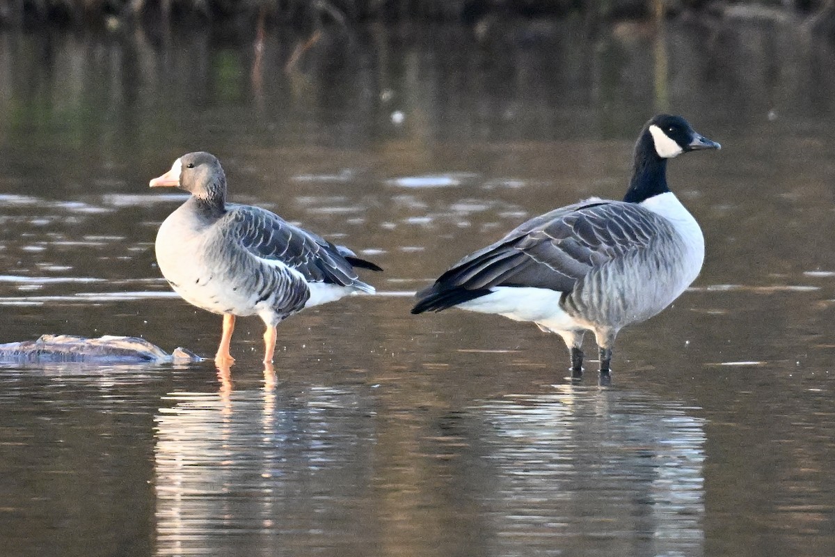 Гуска білолоба - ML646331226