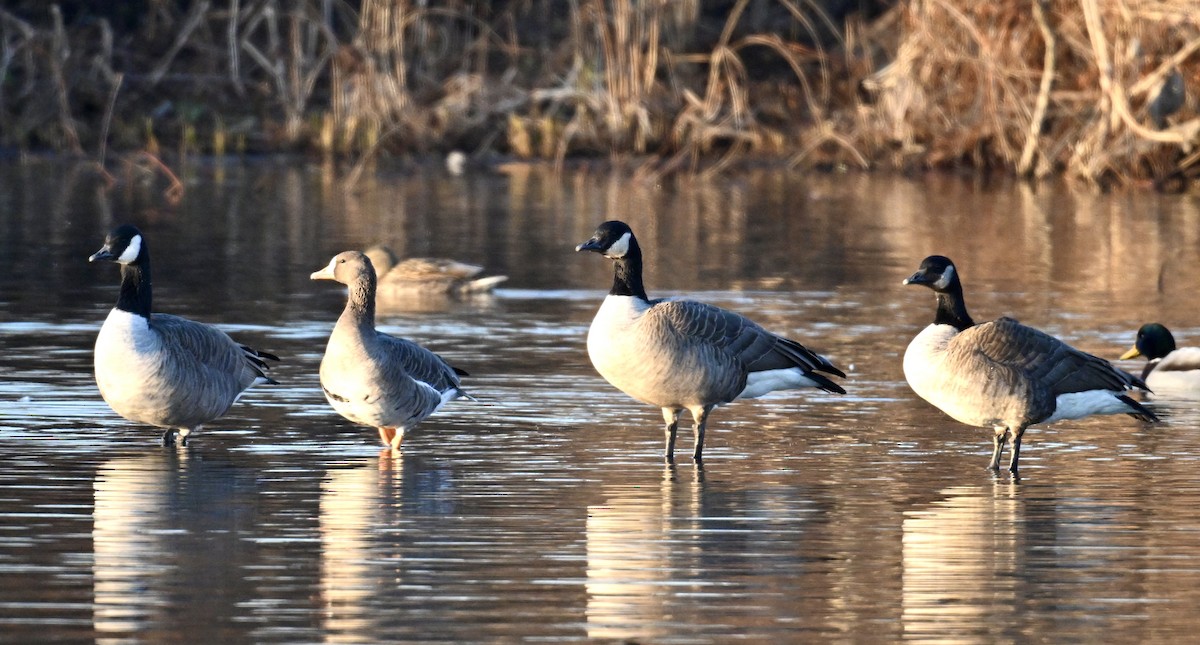 Гуска білолоба - ML646331227