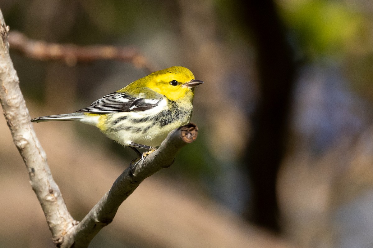 Black-throated Green Warbler - ML646331231