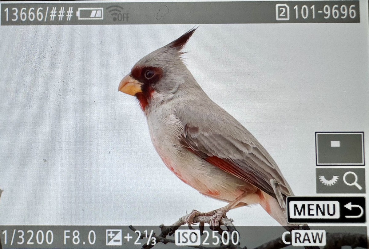 Pyrrhuloxia - ML646331232