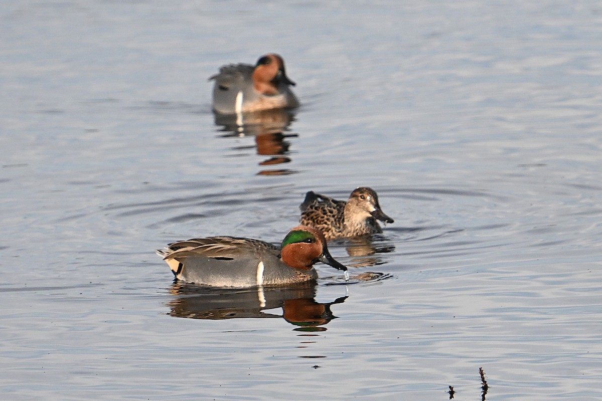 Green-winged Teal - ML646331233