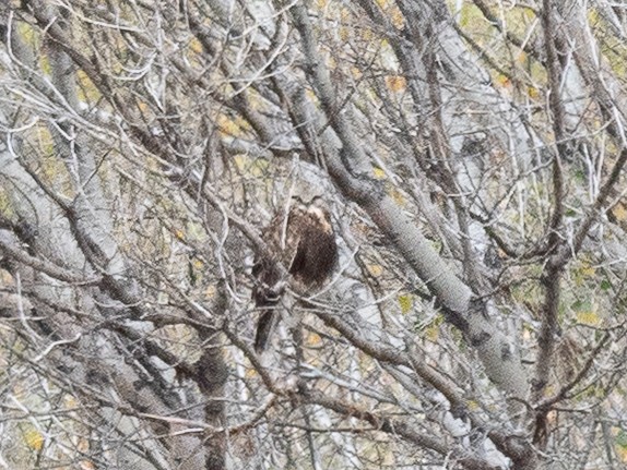 Rough-legged Hawk - ML646331234