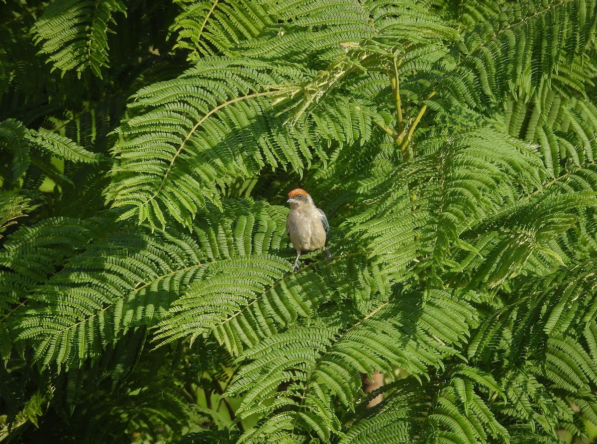 Scrub Tanager - ML646331235