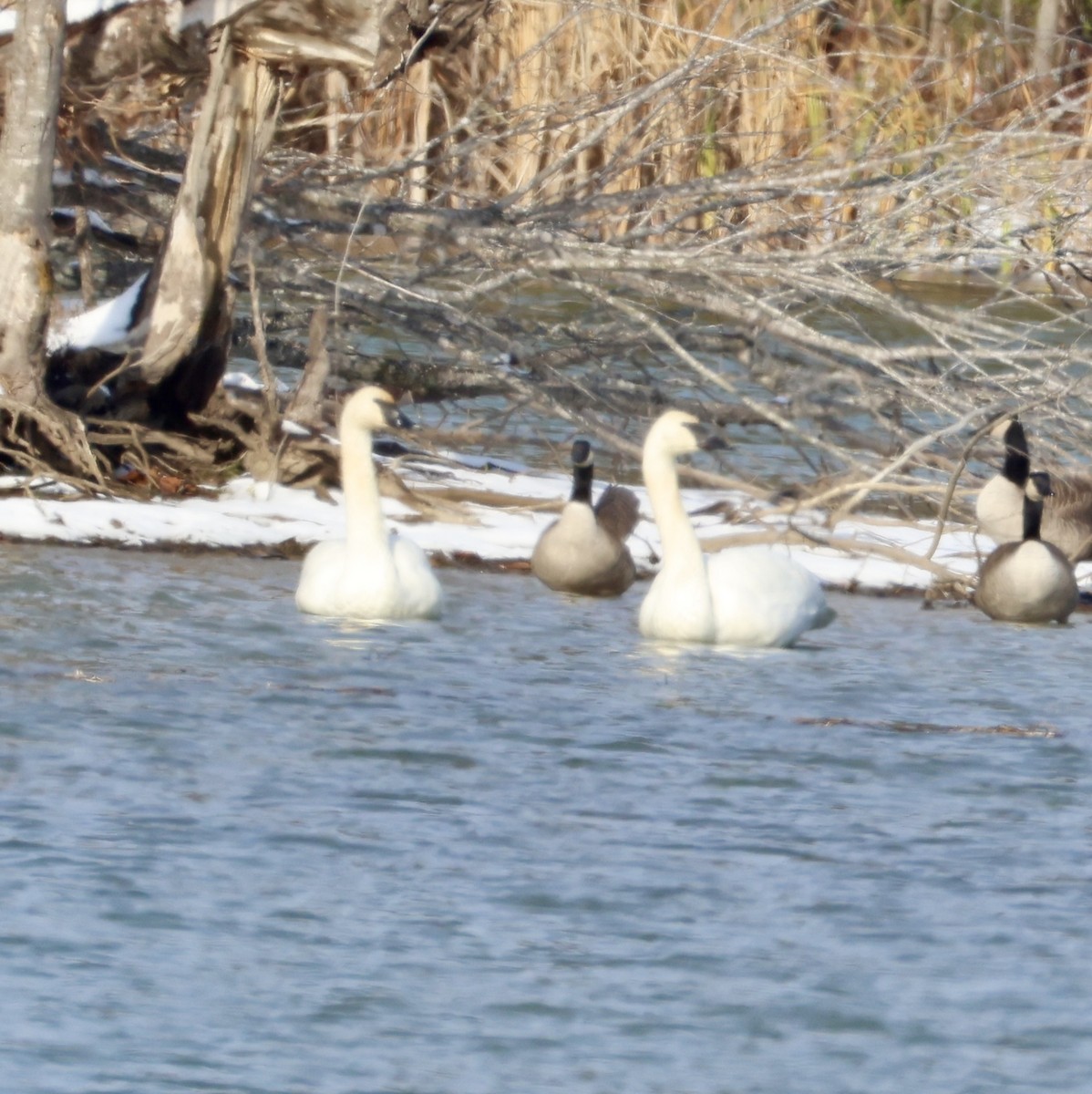 Trumpeter Swan - ML646331236