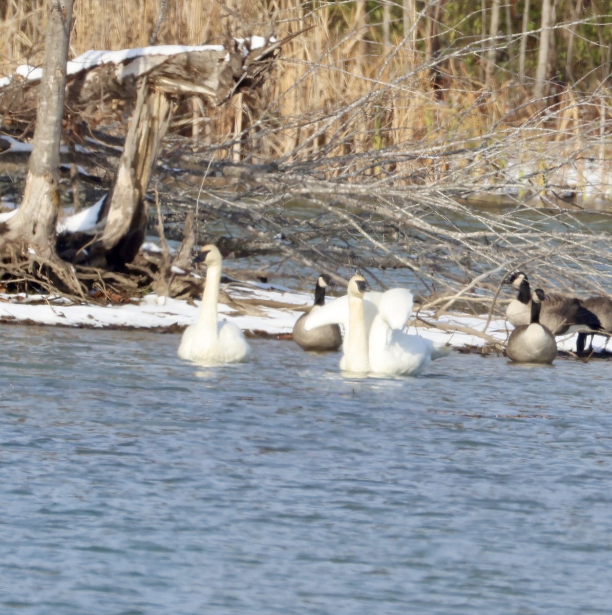 Trumpeter Swan - ML646331239