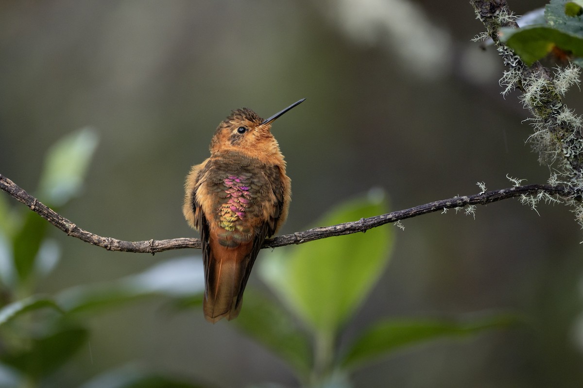 ニジハチドリ - ML646331244