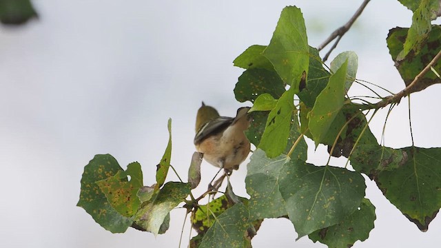 Bay-breasted Warbler - ML646331254