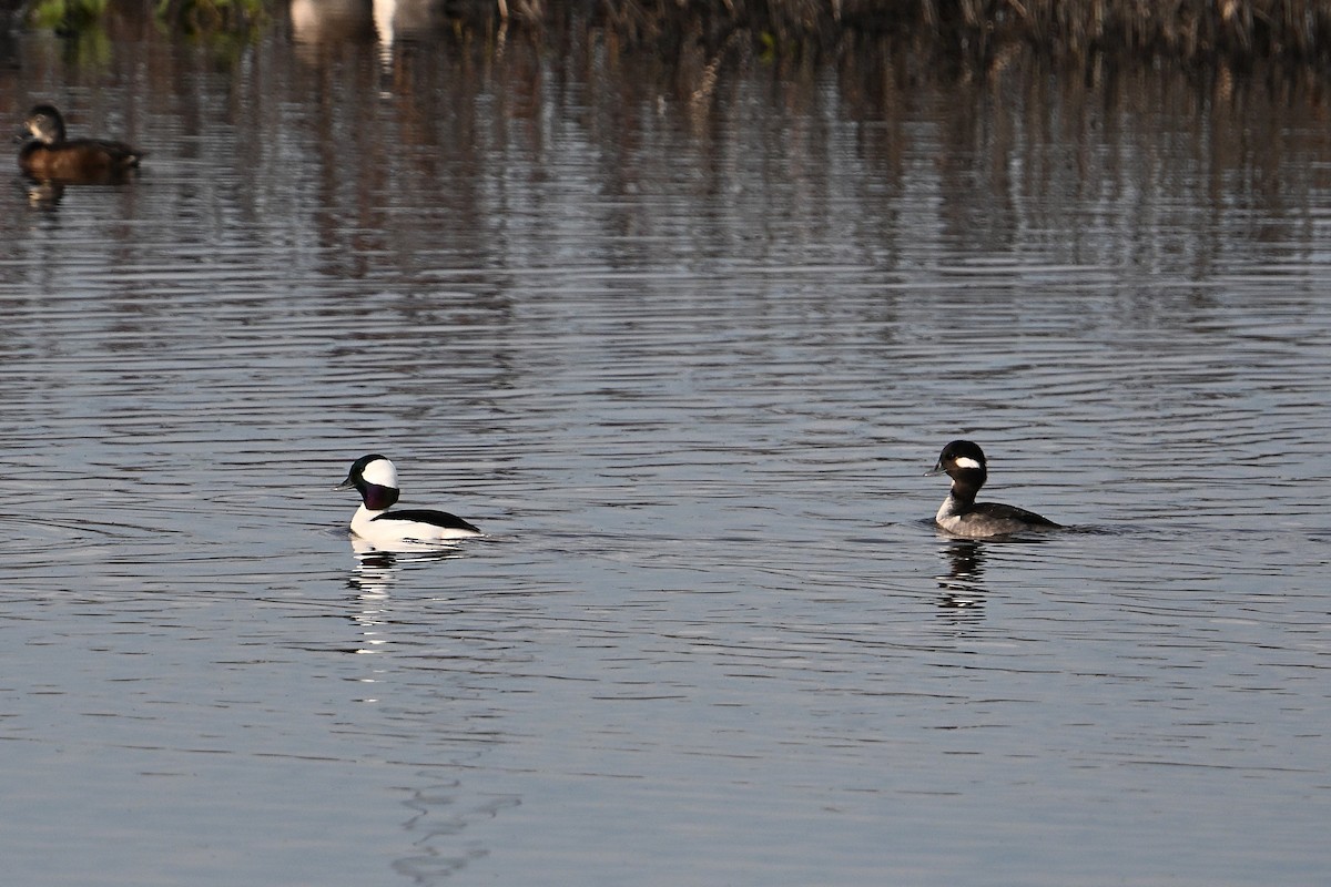 Bufflehead - ML646331255