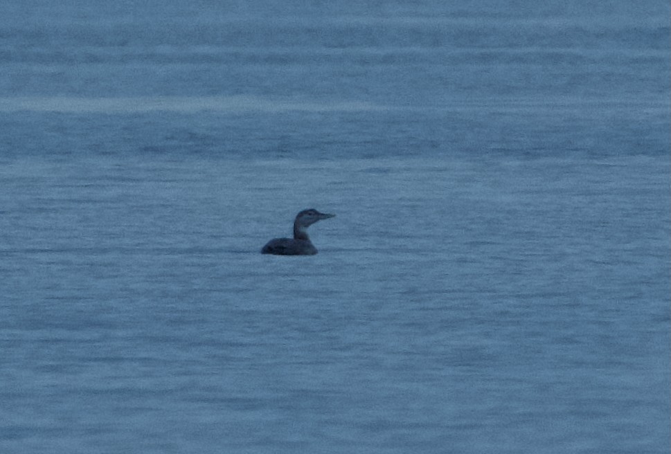 Yellow-billed Loon - ML646331256