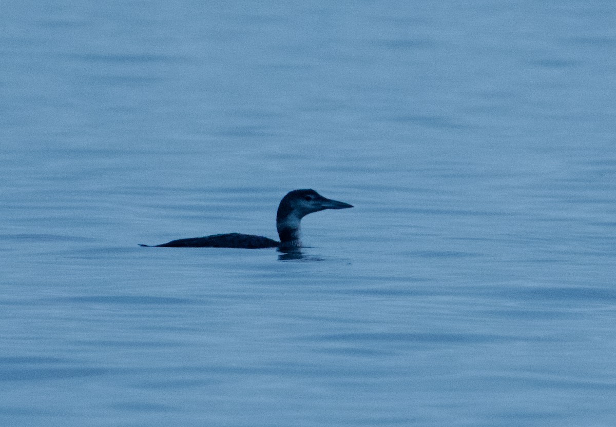 Common Loon - ML646331259