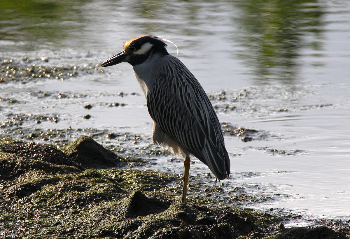 אנפת לילה צהובת-כיפה - ML646331264