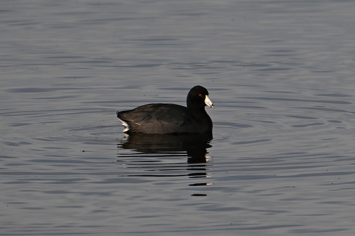 American Coot - ML646331265