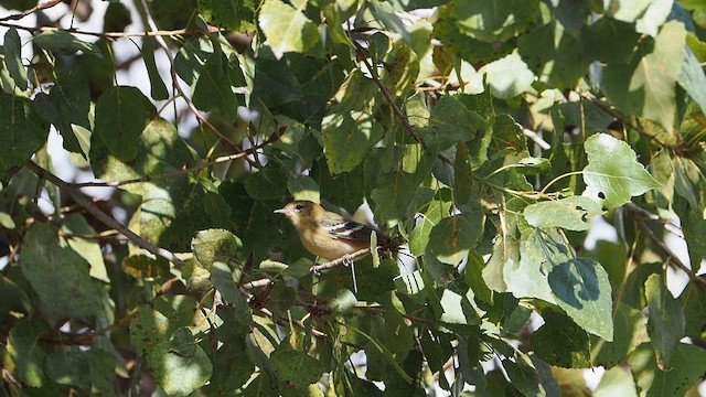 Bay-breasted Warbler - ML646331271