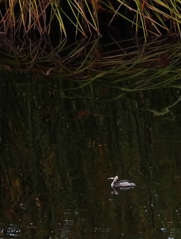 Grèbe à cou noir - ML646331274