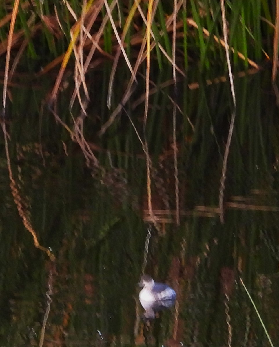 Grèbe à cou noir - ML646331275